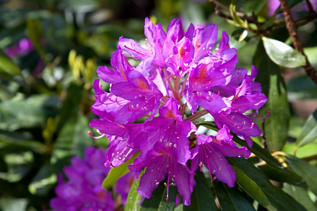 kalmhoutese heide hei hdr natuurgebied natuur landschap natuurpark natuurreservaat wandelen heidegebied bossen vennen